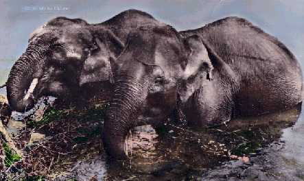 le bain des elephants